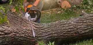 How Our Tree Care Process Works  in  Colorado City, CO