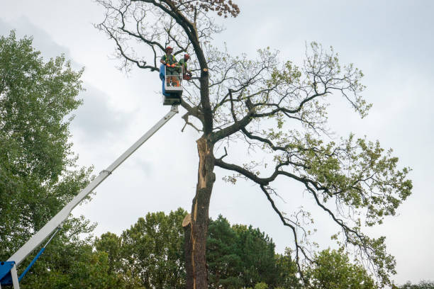 Best Root Management and Removal  in Lorado City, CO